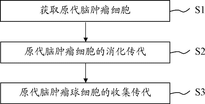 Brain tumor stem cell separation method