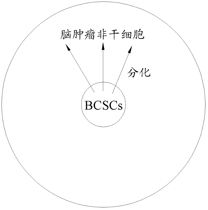 Brain tumor stem cell separation method