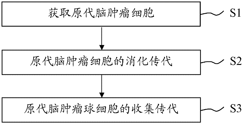 Brain tumor stem cell separation method