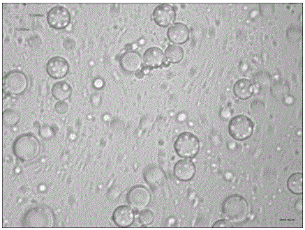 Water-soluble glabridin microcapsule and preparation method thereof