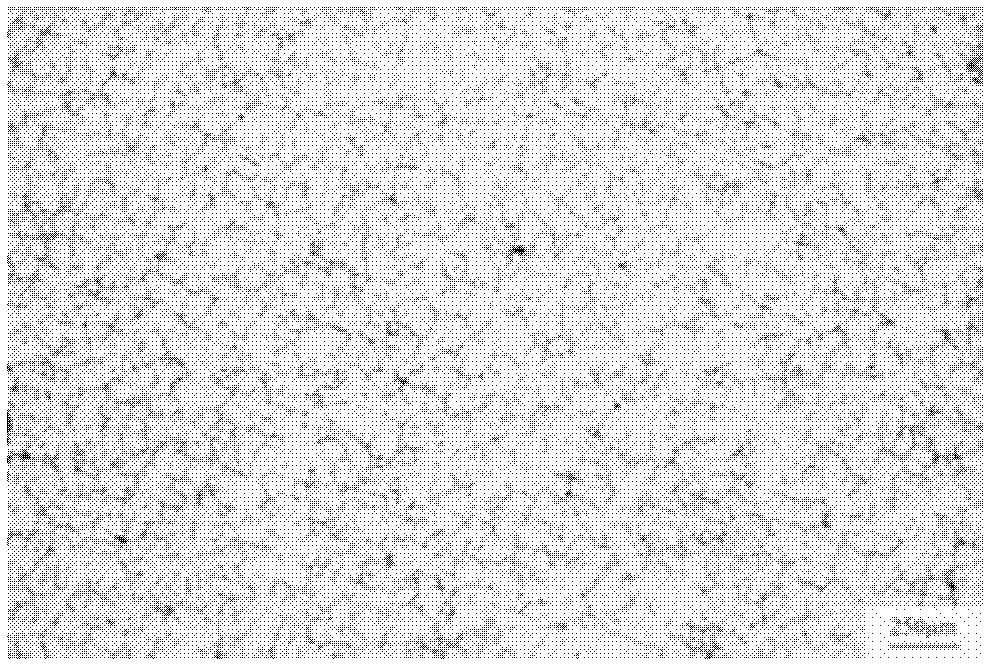 Magnesium alloy of high intensity and high yield ratio and preparation method thereof