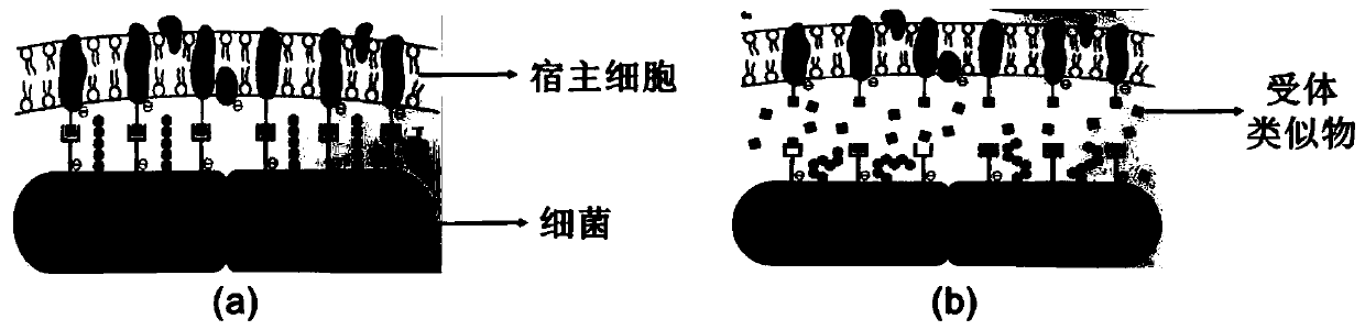 Wheat germ protein hydrolysate and preparation method and application thereof