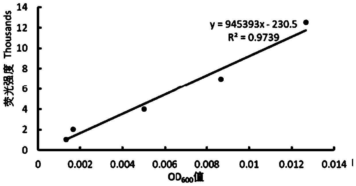 Wheat germ protein hydrolysate and preparation method and application thereof