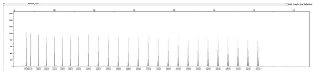 Fluorescent multiplex amplification system of 54 Y chromosome loci, kit and application