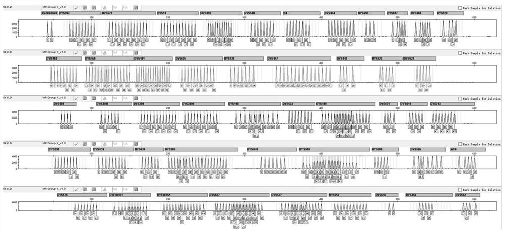 Fluorescent multiplex amplification system of 54 Y chromosome loci, kit and application