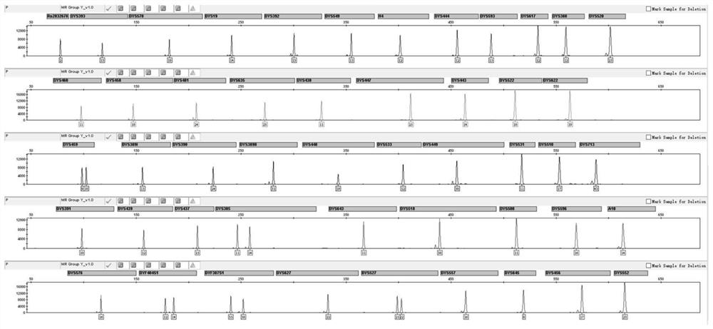 Fluorescent multiplex amplification system of 54 Y chromosome loci, kit and application