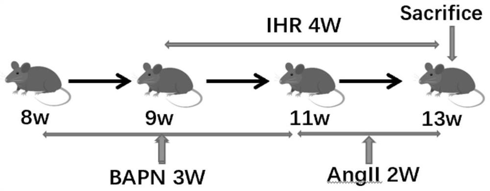 Method for establishing mouse model of obstructive sleep apnea with aortic dissection