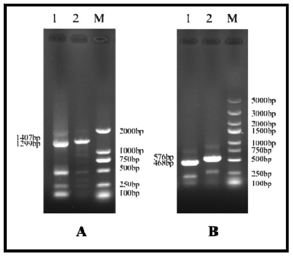 Construction method and application of recombinant adenovirus with triple epitope gene of cow mastitis pathogenic bacteria and c-type lysozyme gene of grouper