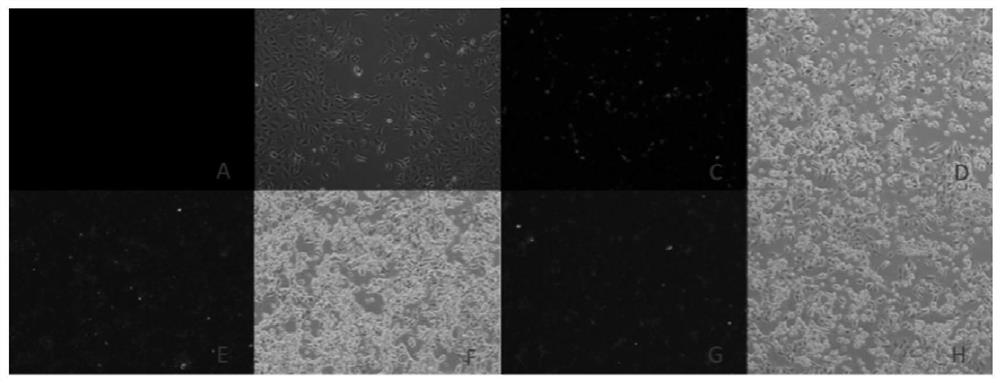 Construction method and application of recombinant adenovirus with triple epitope gene of cow mastitis pathogenic bacteria and c-type lysozyme gene of grouper