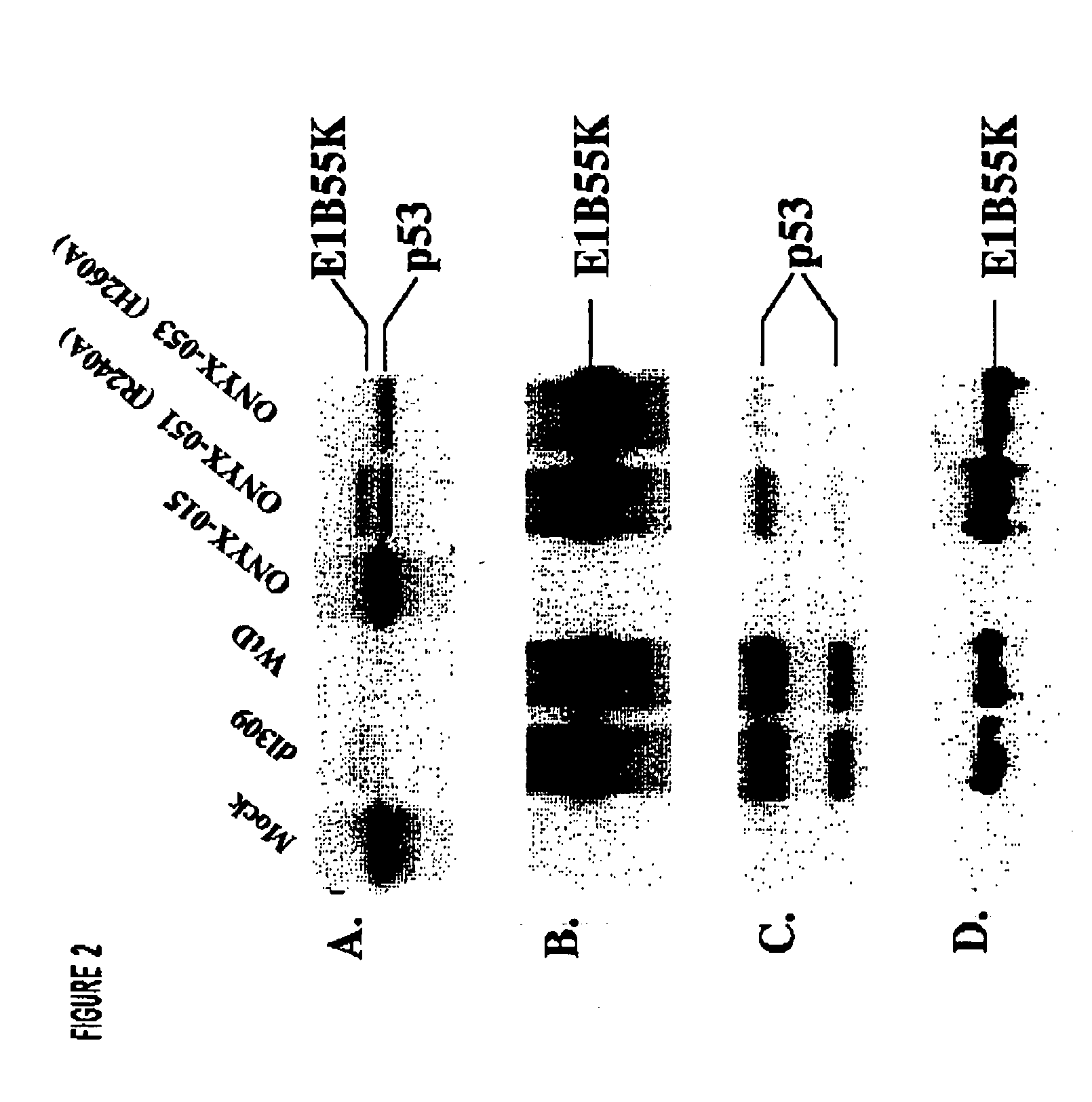 Adenovirus E1B-55K single amino acid mutants and methods of use