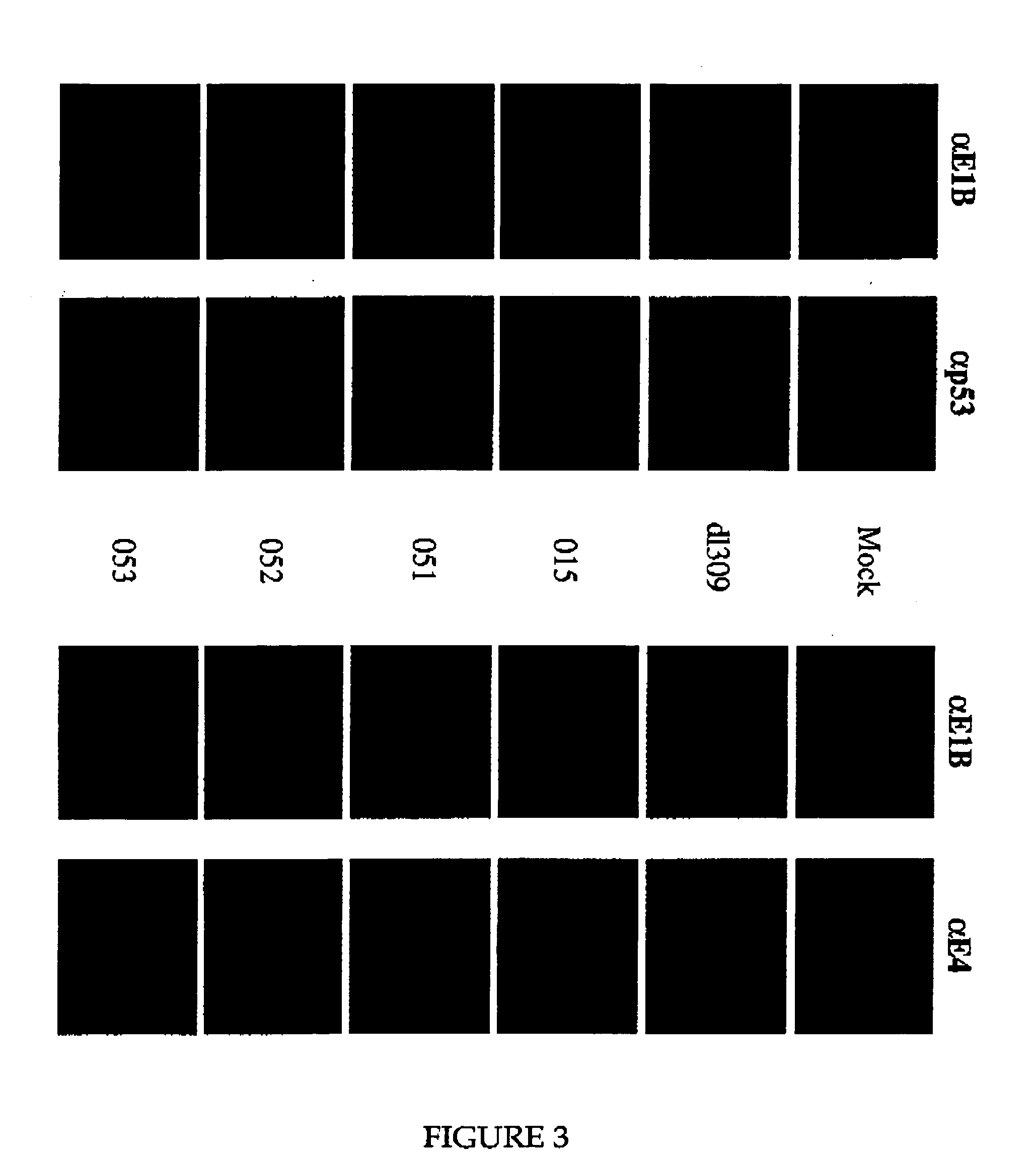 Adenovirus E1B-55K single amino acid mutants and methods of use