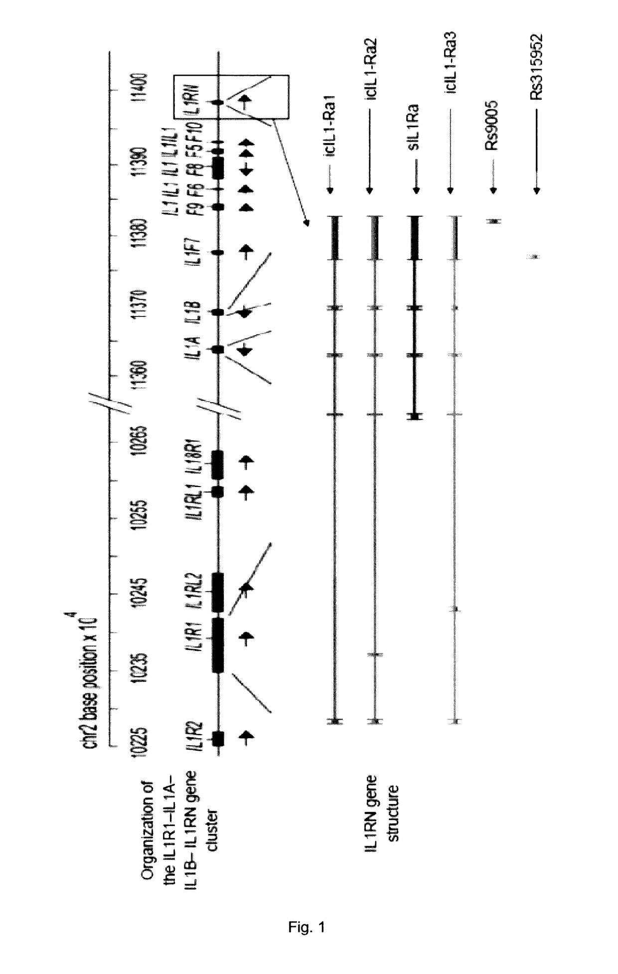 Genetic markers for predicting responsiveness to FPG-18 compound