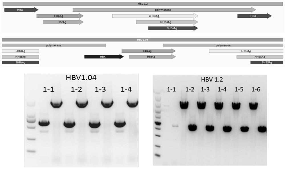 AAV-HBV recombinant virus based on S gene cleavage, and establishment method and application of hepatitis B virus mouse model