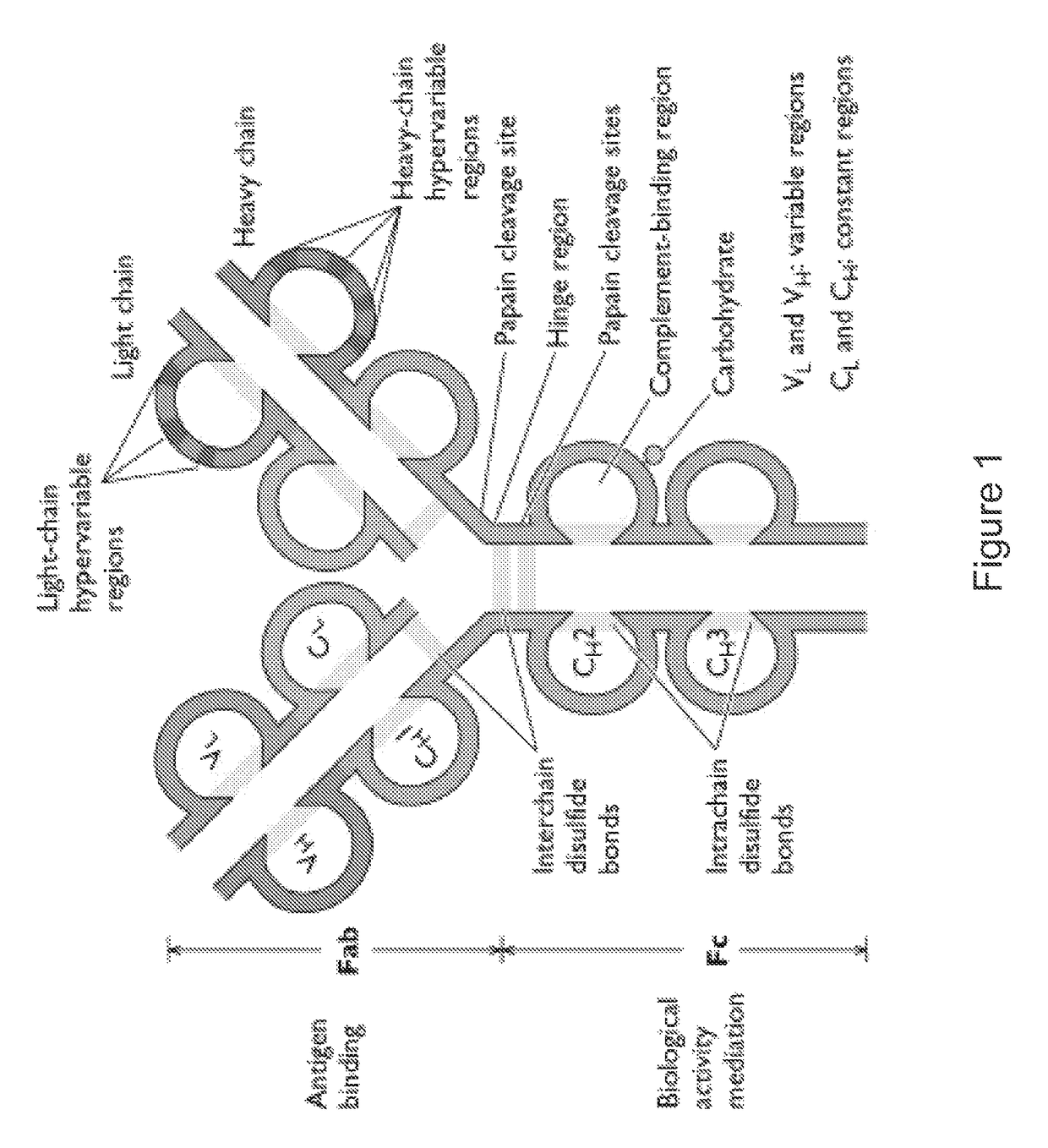 Agents for influenza neutralization