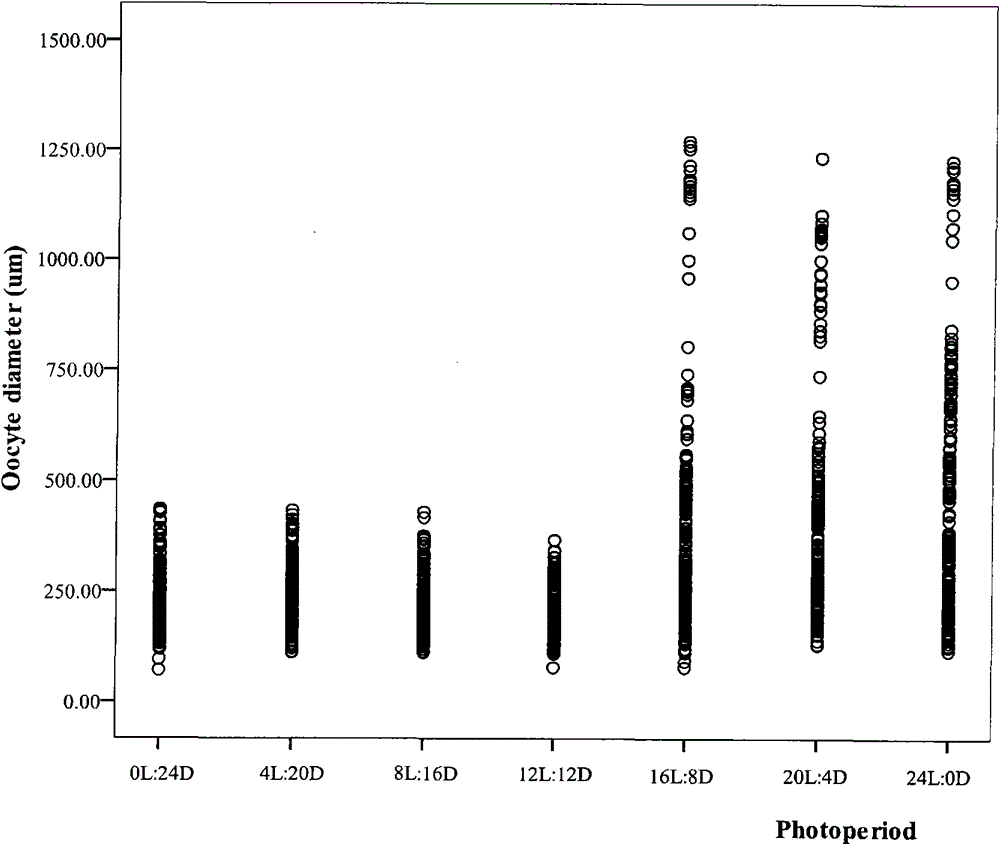 Method for promoting gonad maturing of pseudorasbora parva out of season