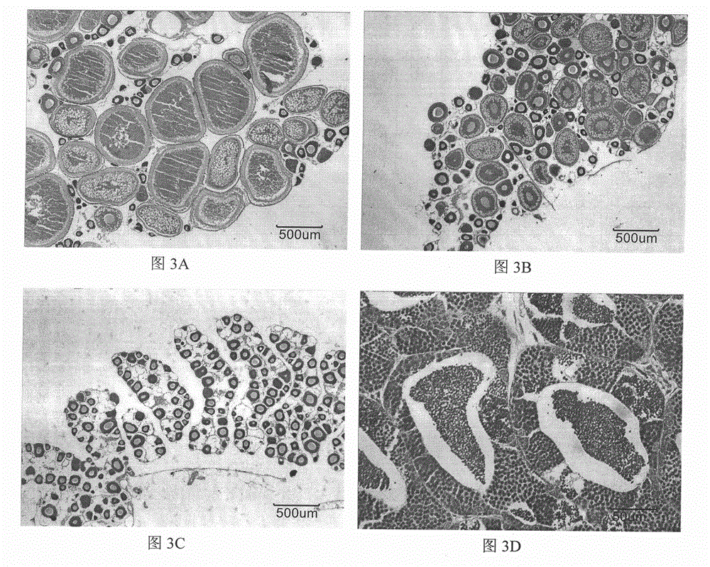 Method for promoting gonad maturing of pseudorasbora parva out of season