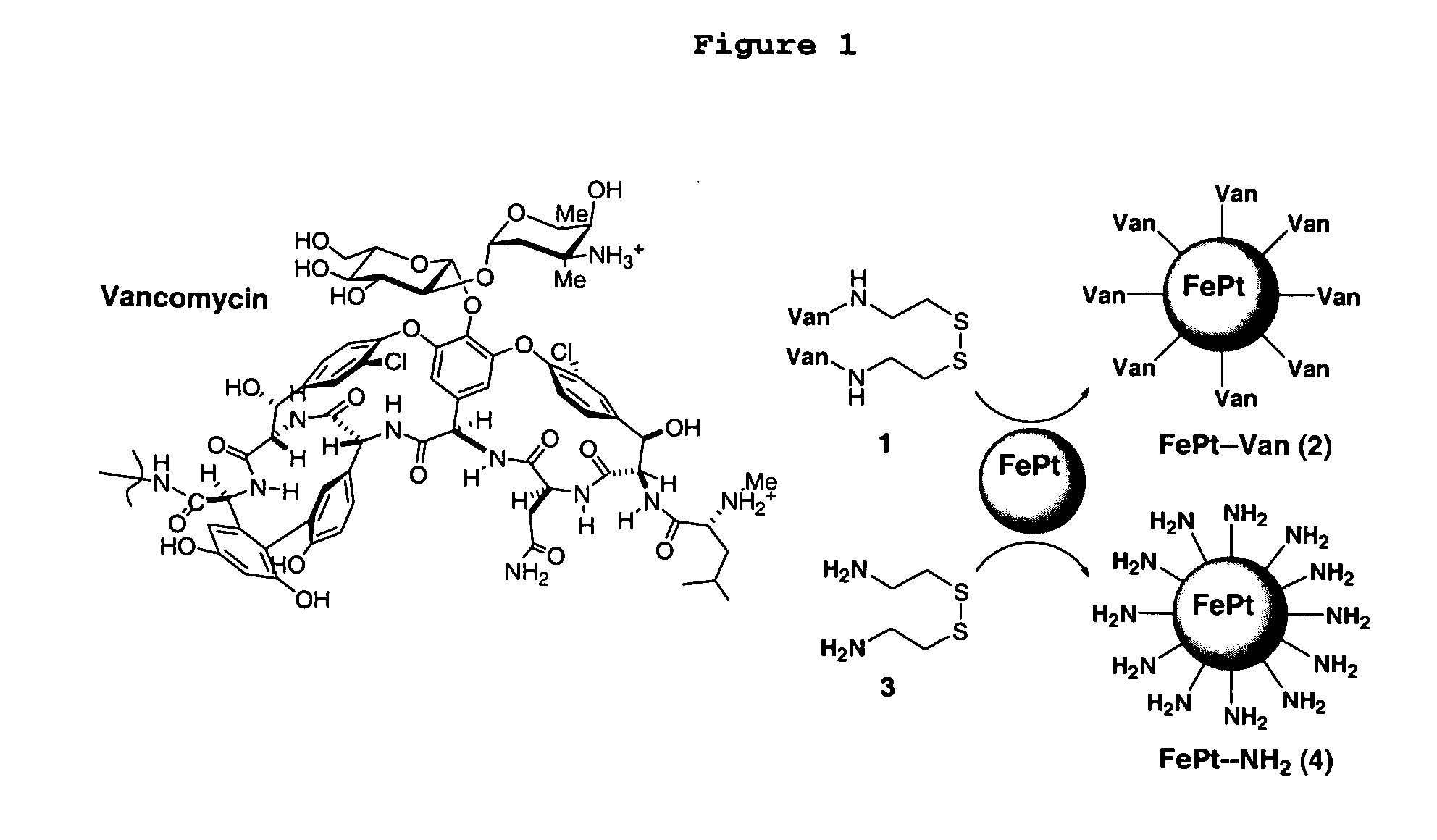 Biofunctional magnetic nanoparticles for pathogen detection