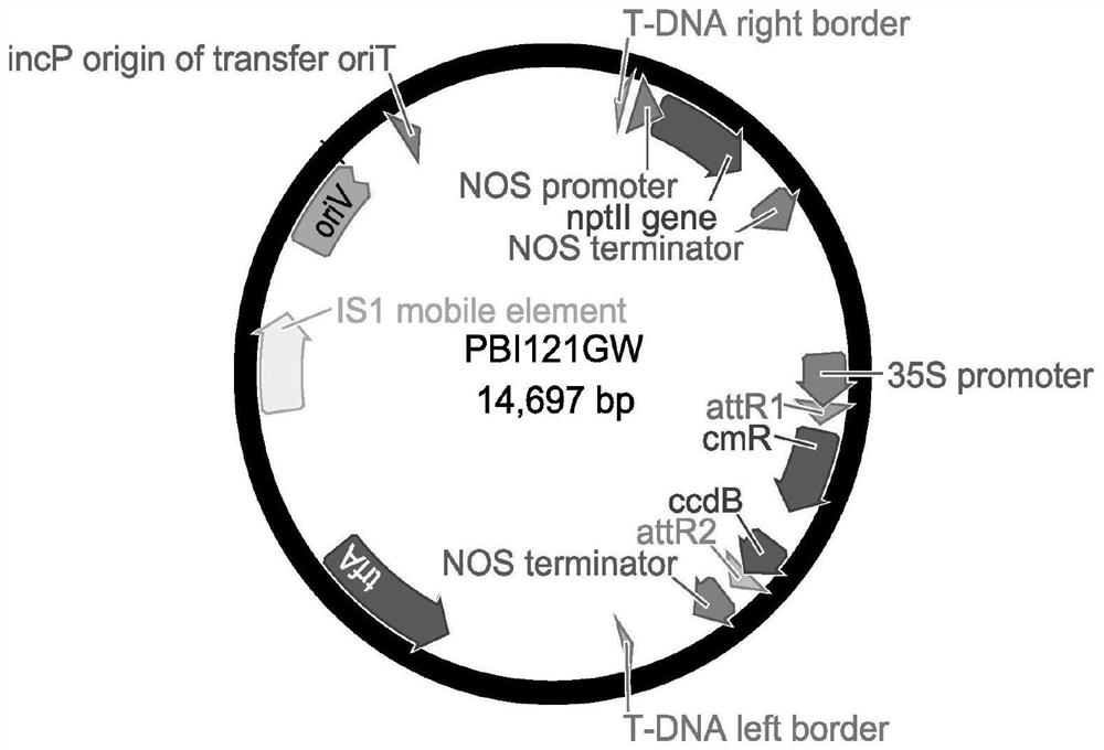 A key gene tcsbp5 regulating the salt tolerance of Tamarix and its application