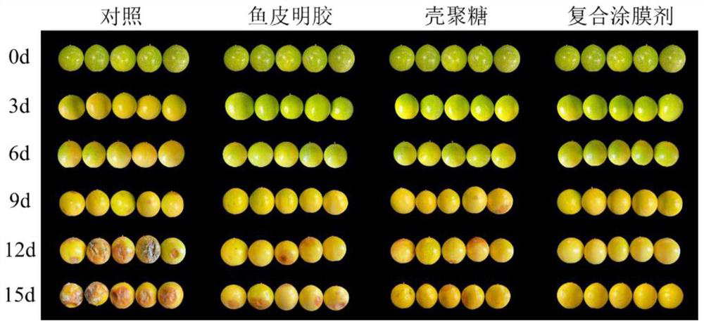 Preparation method and application of chitosan-fish skin gelatin composite film coating agent