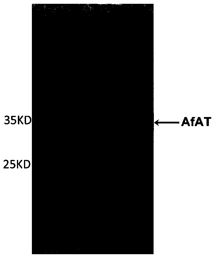 A kind of improved transaminase, its encoding gene and genetic engineering bacteria expressing the enzyme