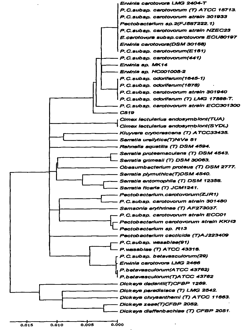 Pectobacterium carotovorum and applications thereof in bio-pulping