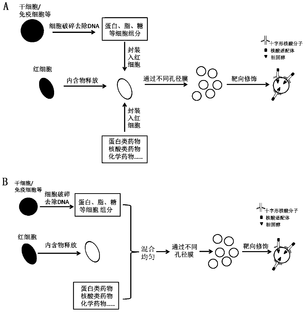 Targeted vesicle drug prepared through erythrocyte