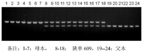 Maize variety Shandan 609 purity detection InDel molecular marker kit