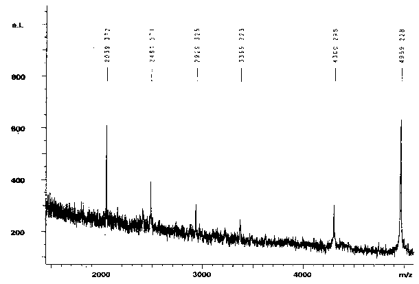 Extraction method of sheep embryo active peptide