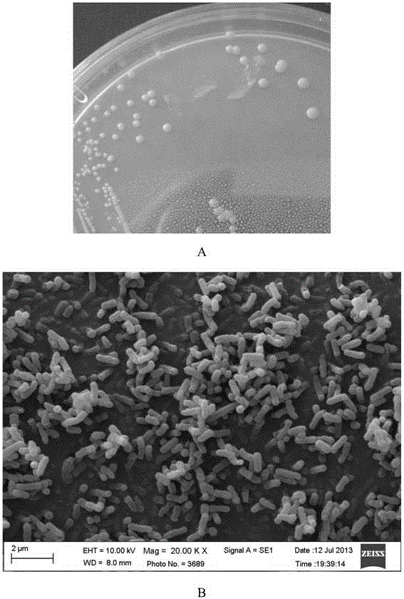 Light yellow mycobacterium and its application in degradation of oil components polycyclic aromatic hydrocarbons