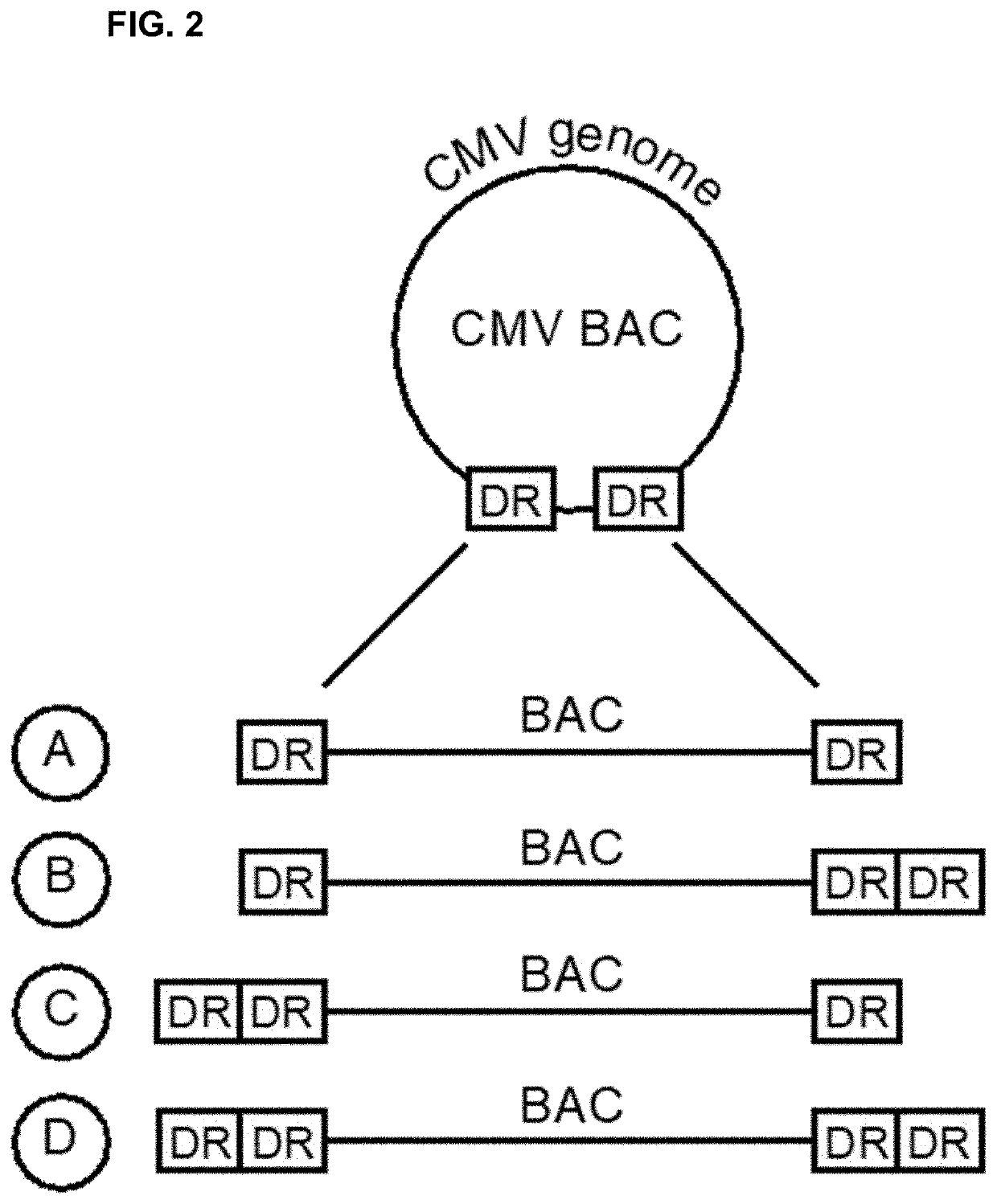 Vaccination using herpesvirus genomes in nucleic acid form