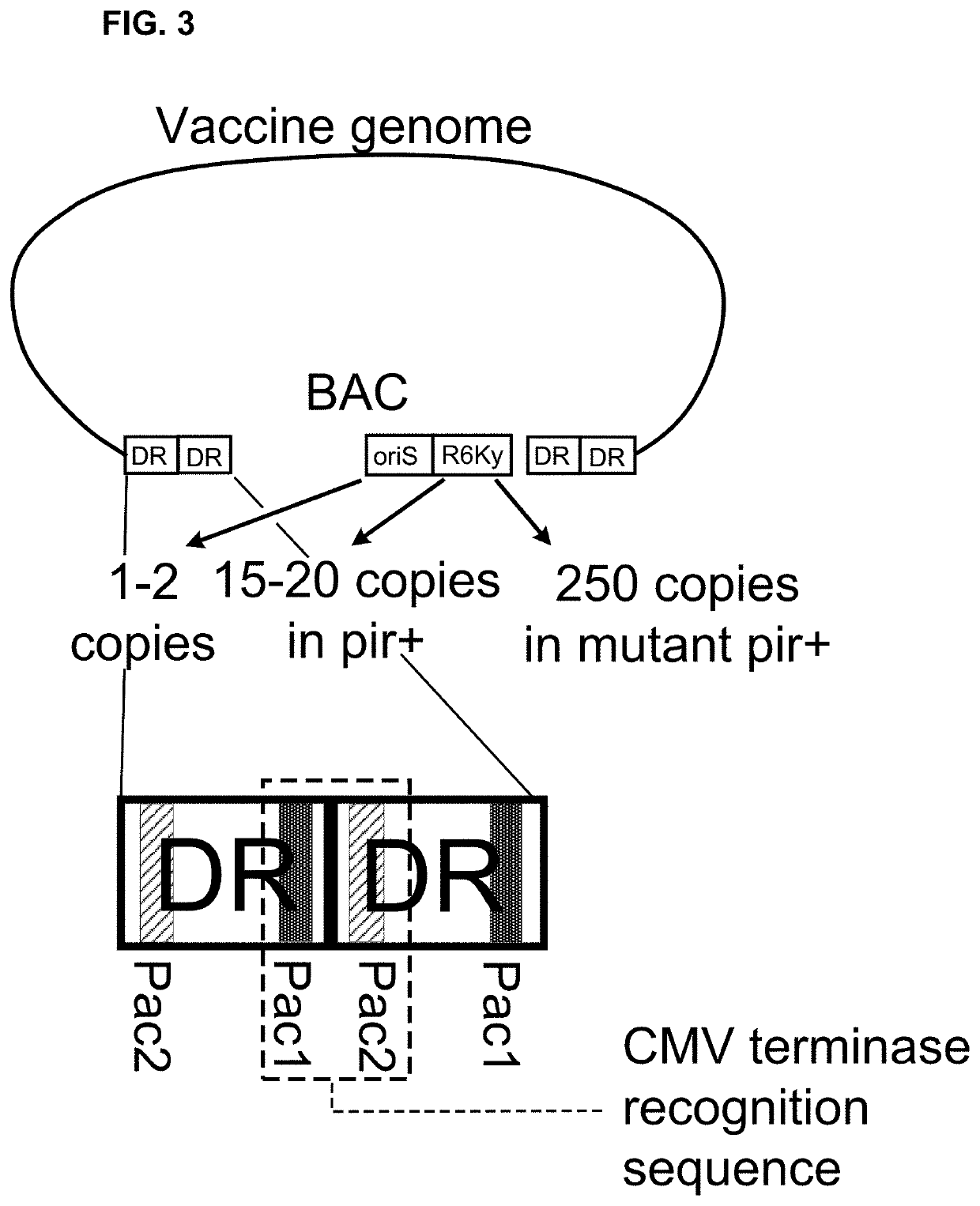 Vaccination using herpesvirus genomes in nucleic acid form