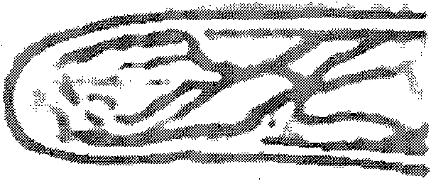 Method for extracting, matching and recognizing characteristics of finger veins