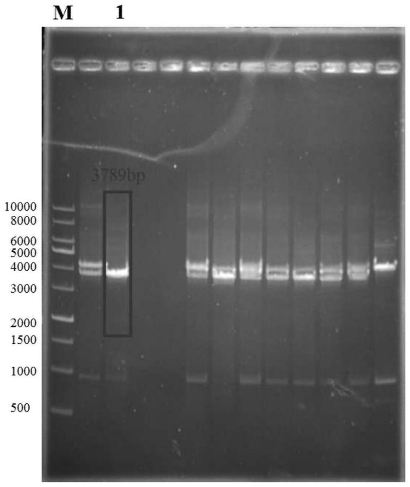 A kind of gene knockout method of Actinobacillus succinates