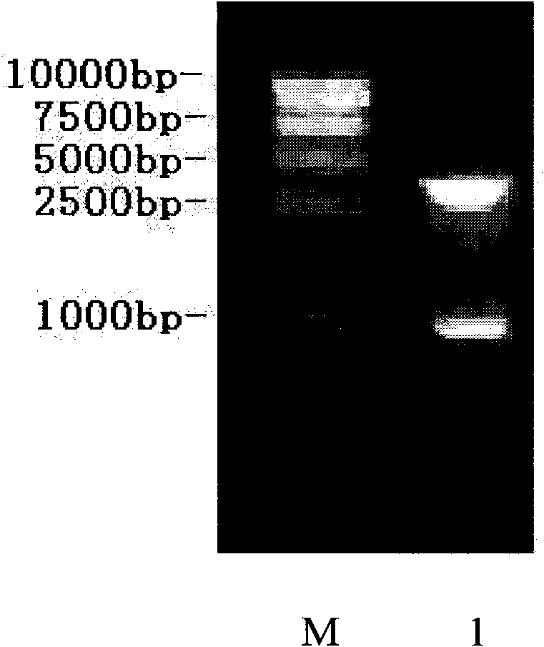 Dual-target tumor vaccine based on tumor endothelium marker-8 gene and preparation method thereof