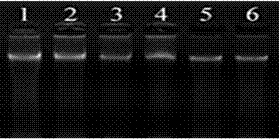 Method for extracting DNA from Xinjiang garlic wild relative species