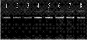 Method for extracting DNA from Xinjiang garlic wild relative species