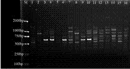 Method for extracting DNA from Xinjiang garlic wild relative species