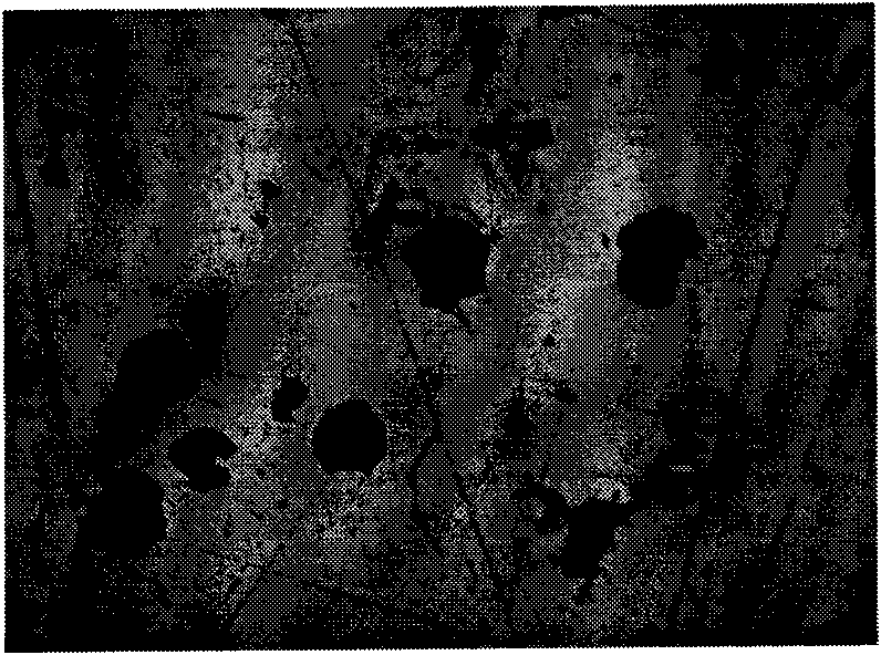 Spheroidisation reaction package for producing ductile cast iron and spheroidisation method therefor