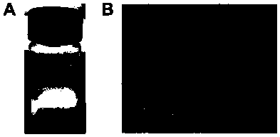 Camellia oil lipidosome, preparation method thereof and application of camellia oil lipidosome to preparing acute liver injury treating drugs