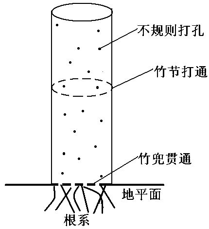 A kind of planting method of dendrobium candidum