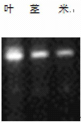 Plant expression vector and application thereof in preparing phosphorylation modified rice starch