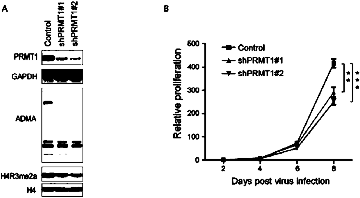 PRMT type-I inhibitor, and preparation method and application thereof