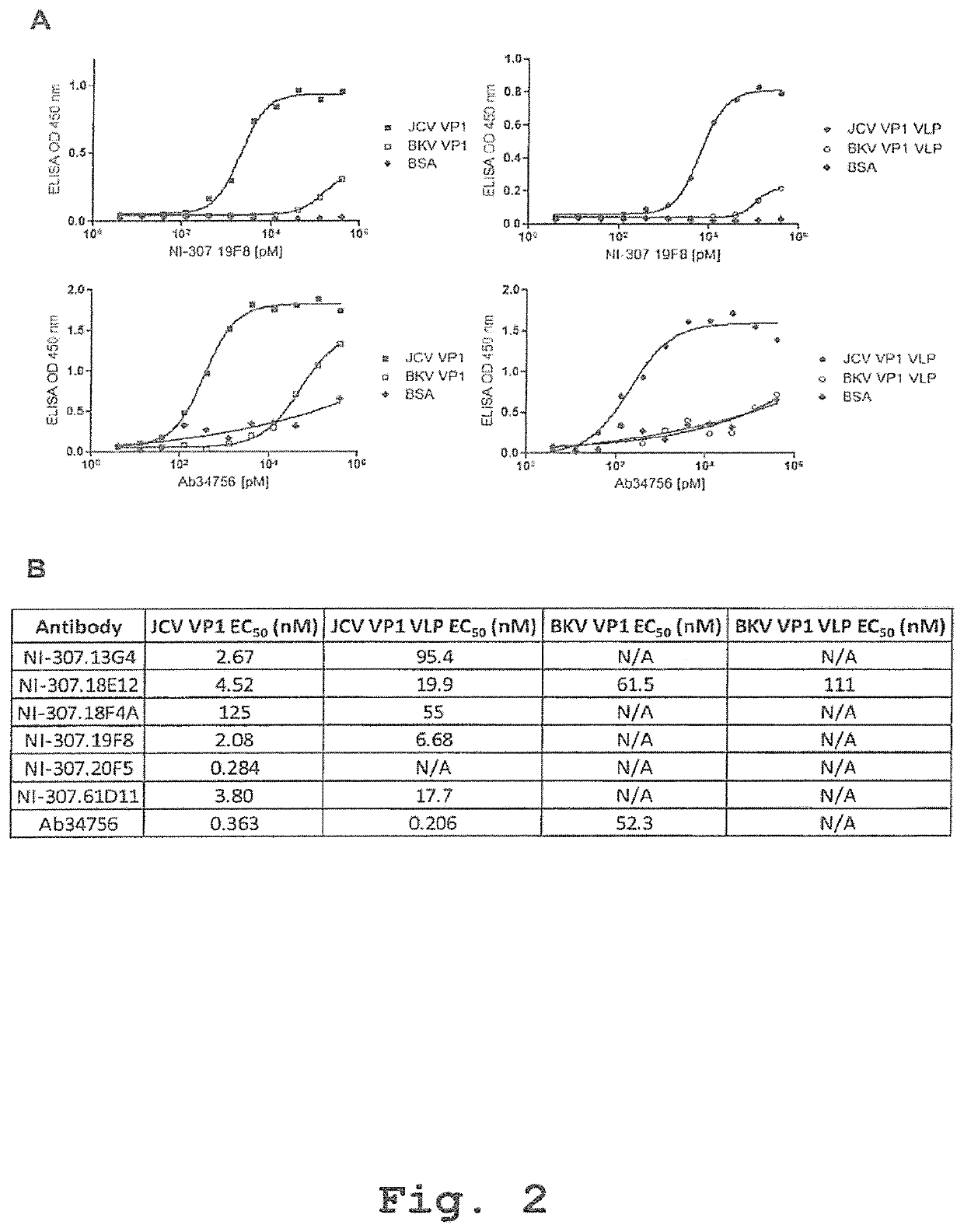 Recombinant human antibodies for therapy and prevention of polyomavirus-related diseases