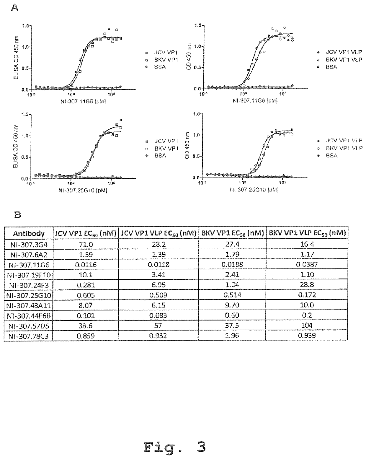 Recombinant human antibodies for therapy and prevention of polyomavirus-related diseases