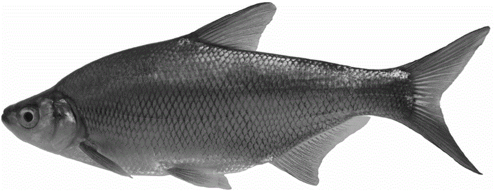 Method for establishment of hybrid strain between bluntsnout bream and topmouth culter and breeding method of topmouth bream