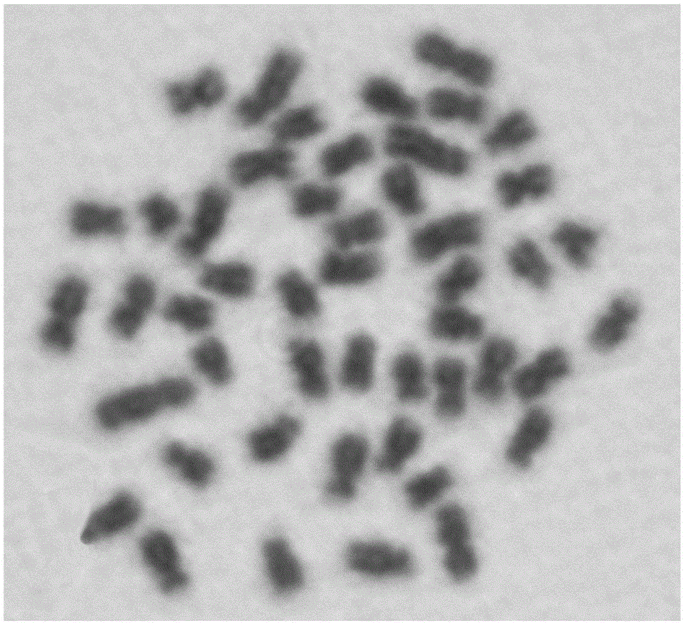 Method for establishment of hybrid strain between bluntsnout bream and topmouth culter and breeding method of topmouth bream