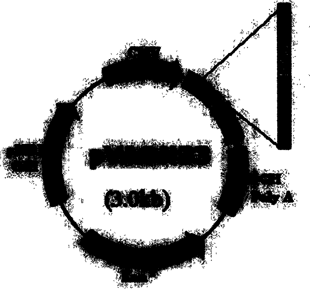 SARS-Cov gene vaccine based on epi-position and its contruction