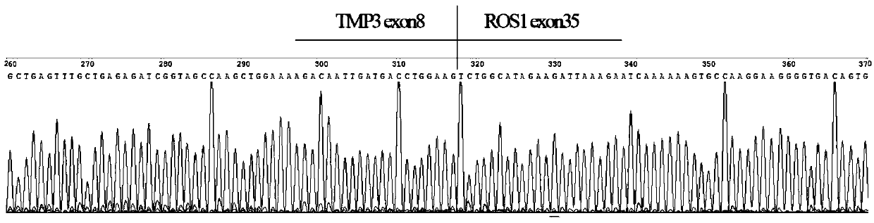 Preparation method of fusion gene positive control standard