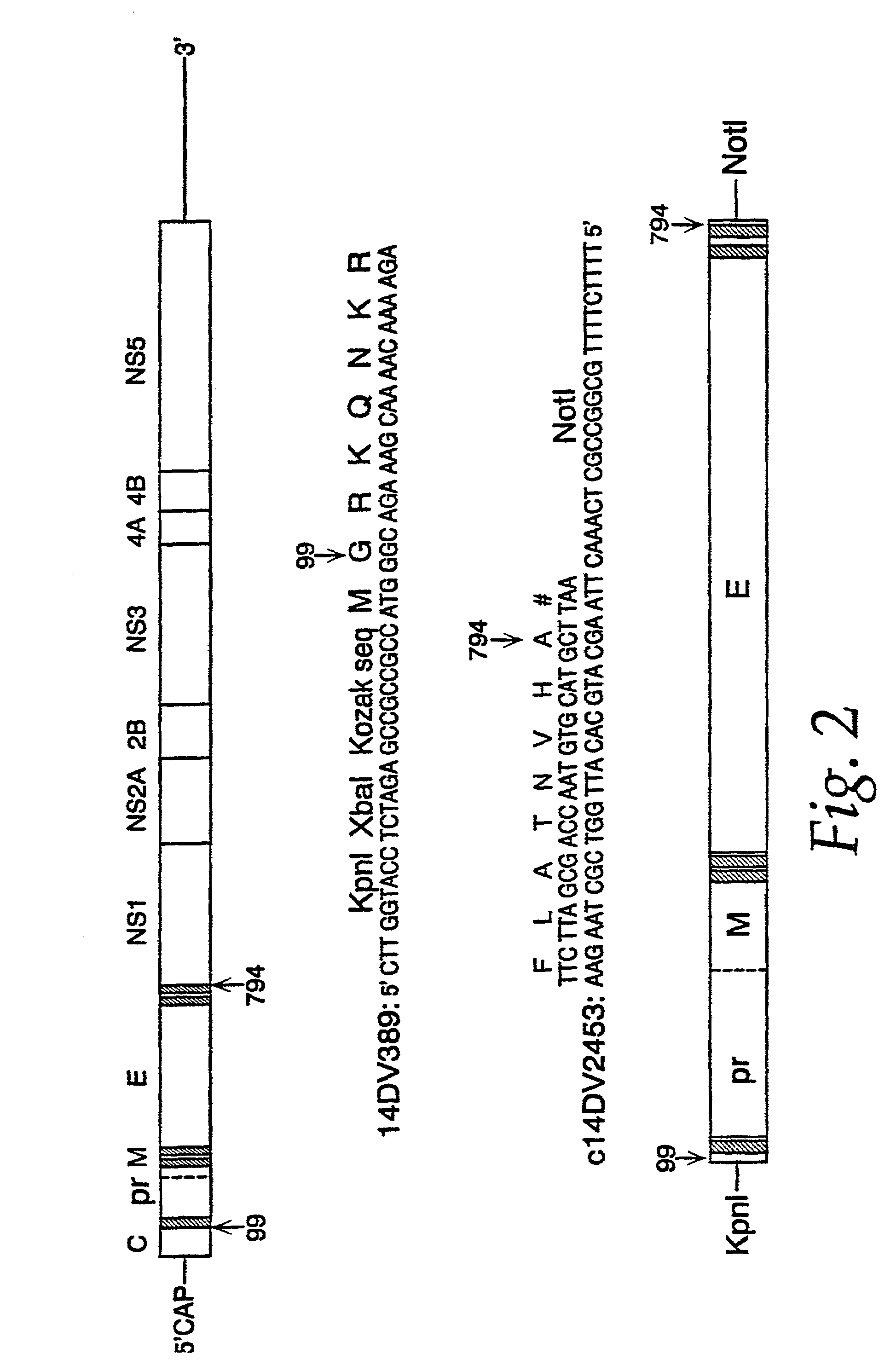 Nucleic acid vaccines for prevention of flavivirus infection