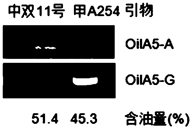 Molecular marker closely linked with oil content QTL of cabbage type rape